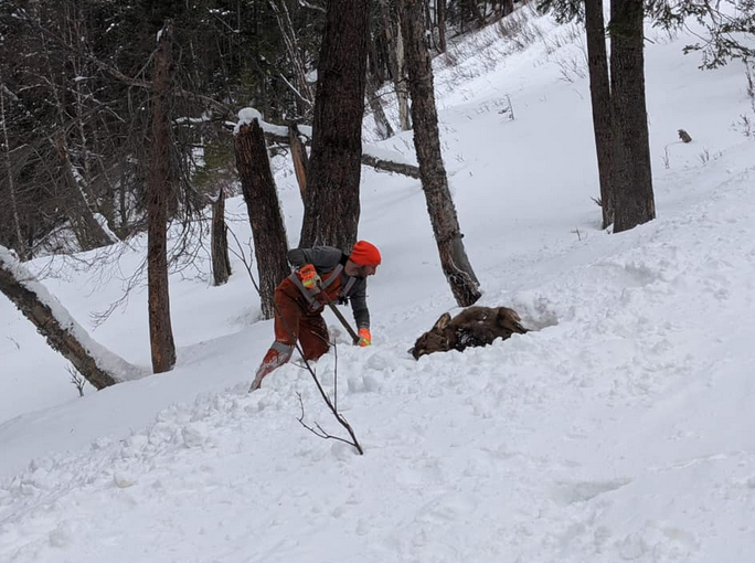 An Elk survived and avalanche thanks to a rescue.